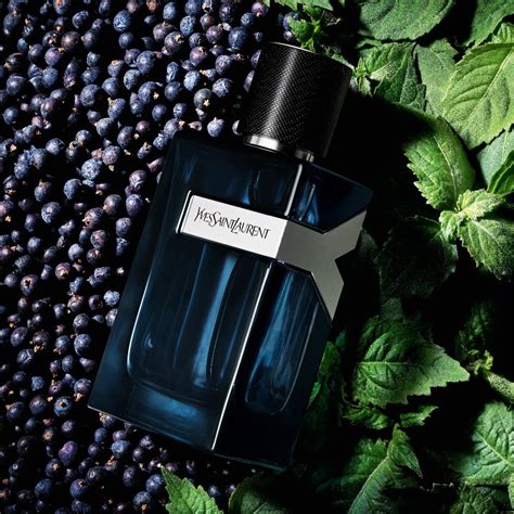 yves saint laurent ita tnt|yves saint laurent intense.